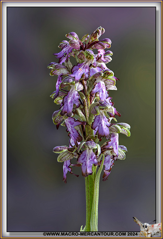 Orchis à longues bractées